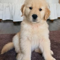Leslie Recherche famille douce, chienne à adopter