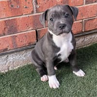 Chiot staffordshire bull terrier cherche famille pour la vie !, chien à adopter
