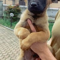 Dax, chien à adopter