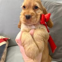 Julia Cocker spaniel anglais en adoption, chienne à adopter