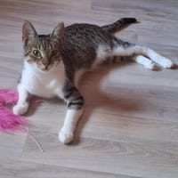 FIG, chatte à adopter