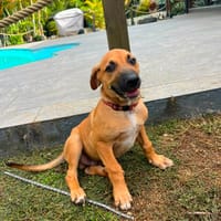 BANDIT, un vrai gangster, chien à adopter