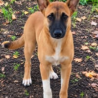 Isis la mini croisée malinoise, chienne à adopter