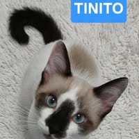 TINITO À ADOPTER AVEC FERNANDITO, chat à adopter