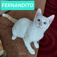 FERNANDITO À ADOPTER AVEC TINITO, chat à adopter