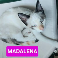 MADALENA À ADOPTER AVEC DULCE, chatte à adopter