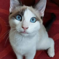 DULCE À ADOPTER AVEC MADALENA, chatte à adopter