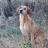 ANDGIE, chienne à adopter