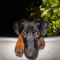 MANEA, chienne à adopter
