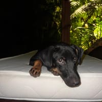 MANEA, chienne à adopter