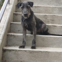 DRAKE, chien à adopter