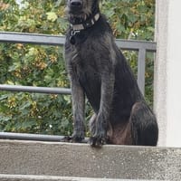 DRAKE, chien à adopter