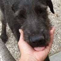 DRAKE, chien à adopter