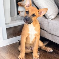 BILLI, chien à adopter