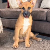 BILLI, chien à adopter
