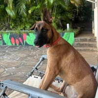 Ambre, la belle à l'oreille cassée, chienne à adopter