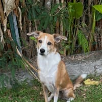 BISOTTE, chienne à adopter
