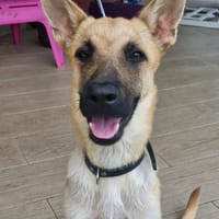 ULYSSE, chien à adopter