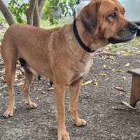 Poupix, chienne à adopter