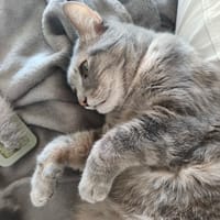Boulette, chatte à adopter
