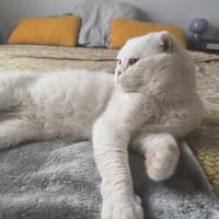 Nestor, chat à adopter