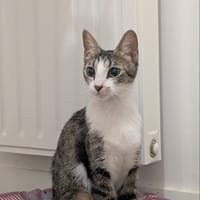 Séréna, chatte à adopter