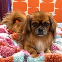 Pongo, dog to adopt