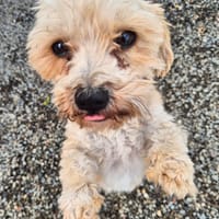 Nor, dog to adopt