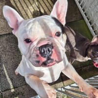 Quinn, dog to adopt