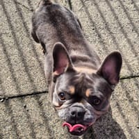 Stella, female dog to adopt