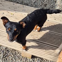 Cleo, female dog to adopt