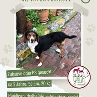 Bisküvi sucht ein Zuhause / Pflegestelle, Hund zur Adoption