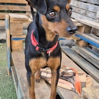 TANQUE  geht direkt ins Herz!, Hund zur Adoption