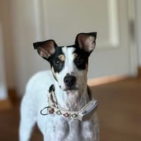 Fido - einfach ein ziemlich cooler Kerl, Hund zur Adoption