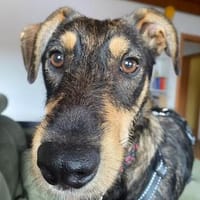 Wer möchte Nox sein  schenken?, Hund zur Adoption