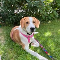 Dusty ist bereit für sein neues Zuhause, Hund zur Adoption