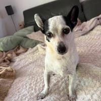ENCARNITA  kleiner Sonnenschein sucht ihren Lieblingsmensch, Hündin zur Adoption
