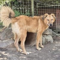 Enyowartet in 39291 Möckern, Hund zur Adoption