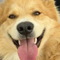 Ein Sonnenschein innen- u. außen- Ricky sucht Zuhause, Hund zur Adoption