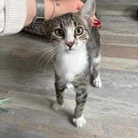 zutraulicher, aktiver TOMA sucht seine Familie, Kater zur Adoption