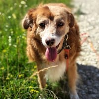 Mirtilla Pflegestelle in Bayern, Hündin zur Adoption