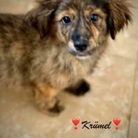 Krümel  ein kleines Herz sucht endlich Geborgenheit, Hund zur Adoption