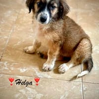 Helga  ein besonderes Keksle, Hündin zur Adoption