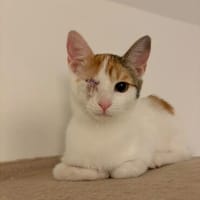 neugierige, verschmuste SUVI sucht ihre Menschen, Katze zur Adoption