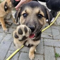Welpenmädchen Bonnie in 67061 Ludwigshafen, Hündin zur Adoption