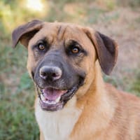 CRUZ  Ein Pfundskerl zum Pferdestehlen, Hund zur Adoption