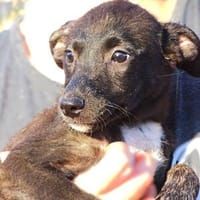 BONY möchte ihr Leben behinnen, Hündin zur Adoption
