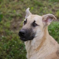 WINNIE  Jung, voller Energie und bereit fürs echte Leben, Hündin zur Adoption