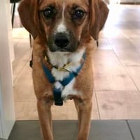 Kenji - freundlich - unkompliziert - verschmust, Hund zur Adoption
