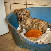 Kopper  viel zu klein für ein Leben ohne Familie, Hund zur Adoption